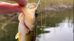 ラージマウスバスの釣果