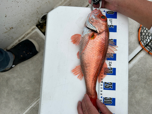 アカムツの釣果