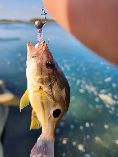 クロホシフエダイの釣果