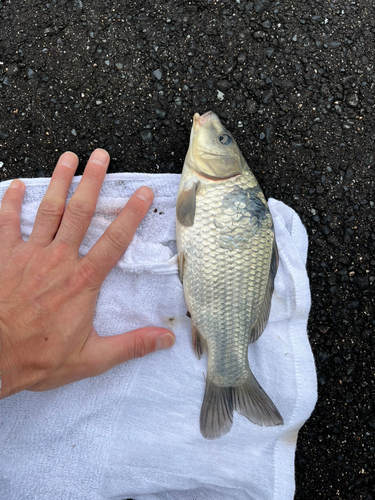 フナの釣果