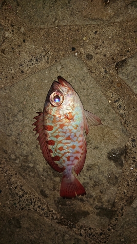 ゴマヒレキントキの釣果