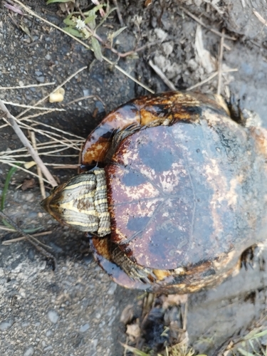 コイの釣果