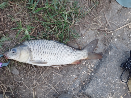 コイの釣果