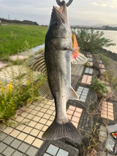 セイゴ（マルスズキ）の釣果