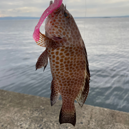 オオモンハタの釣果