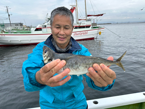 マアジの釣果