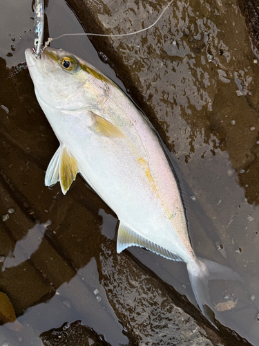 ネリゴの釣果