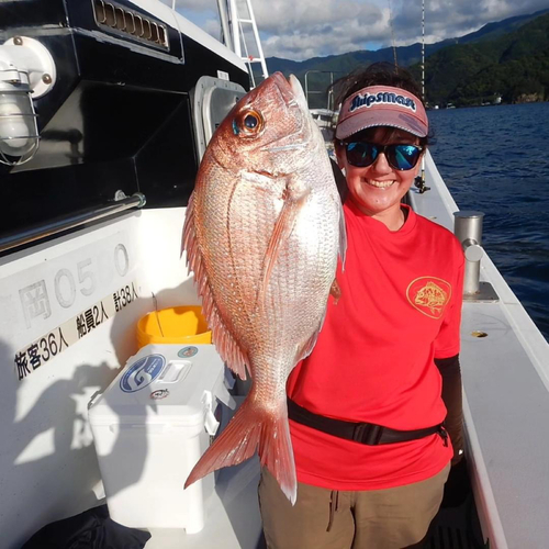 マダイの釣果