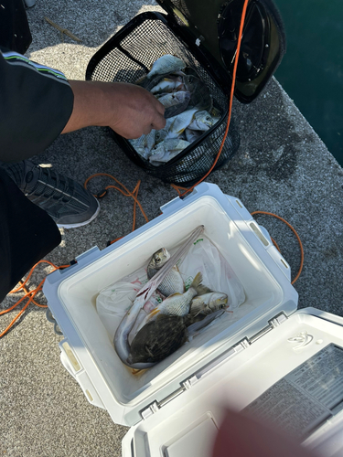 ヘダイの釣果