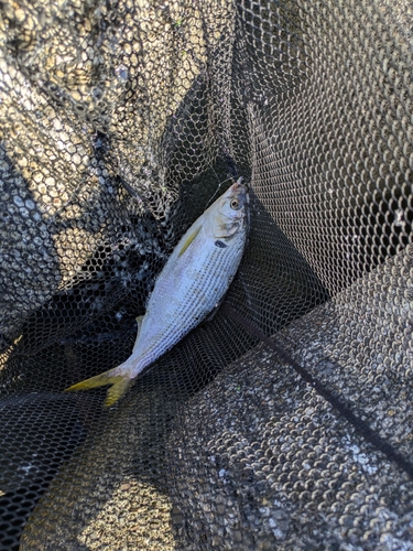 コノシロの釣果