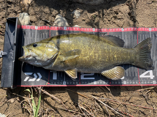 スモールマウスバスの釣果