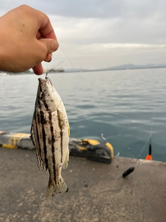 シマイサキの釣果