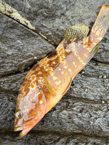 キジハタの釣果