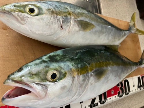 ハマチの釣果