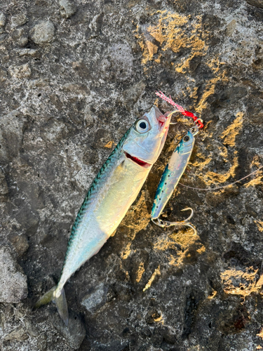 サバの釣果