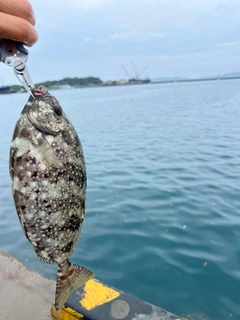 アイゴの釣果