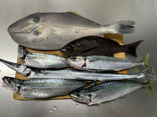 ムロアジの釣果