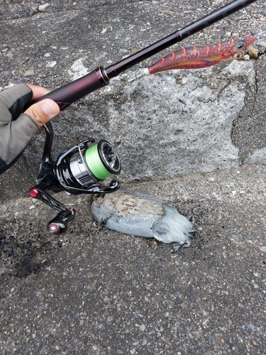 コウイカの釣果