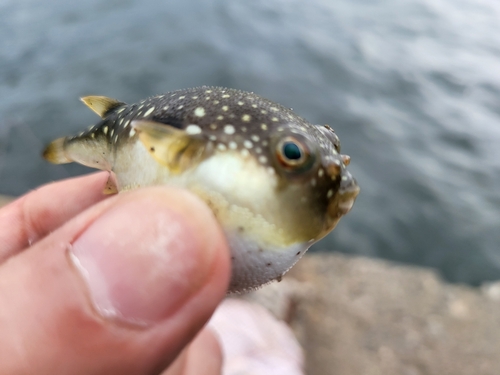 クサフグの釣果