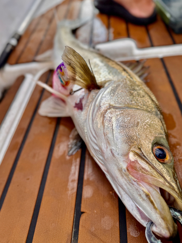 シーバスの釣果