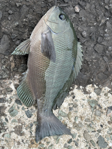 オナガグレの釣果