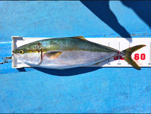 メジロの釣果