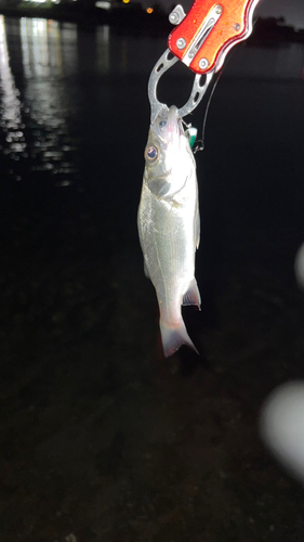 セイゴ（ヒラスズキ）の釣果