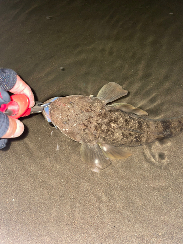 マゴチの釣果