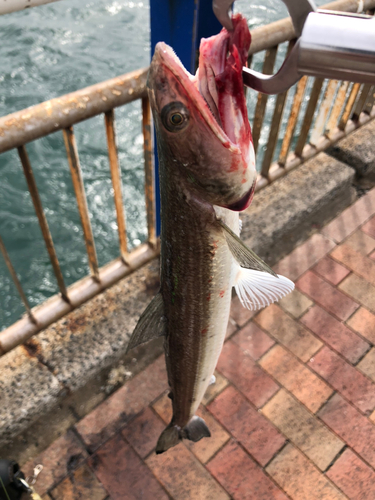 エソの釣果