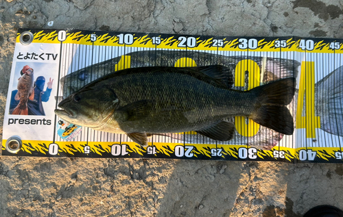 スモールマウスバスの釣果