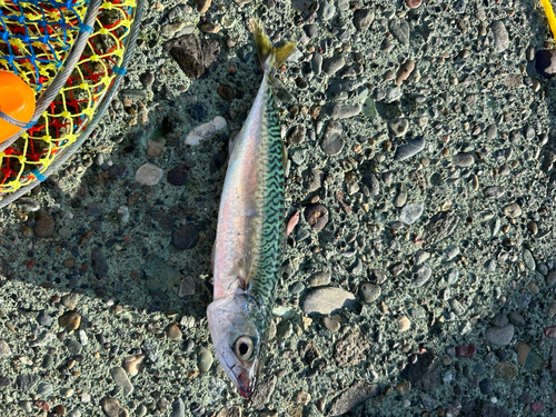 サバの釣果