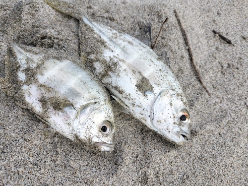 メッキの釣果