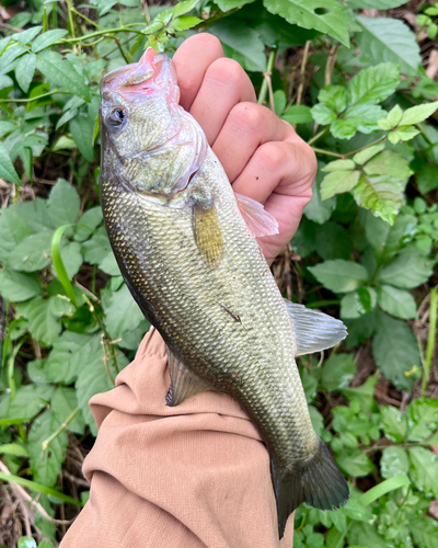 ブラックバスの釣果