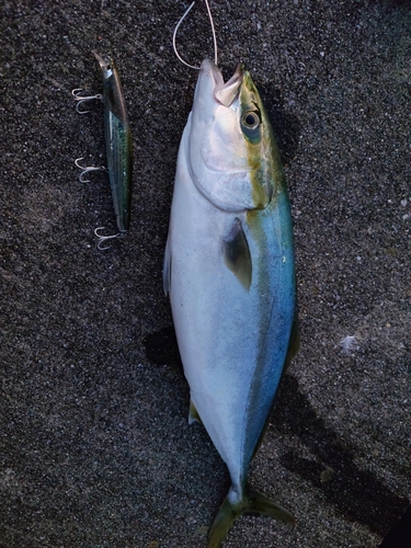 イナダの釣果