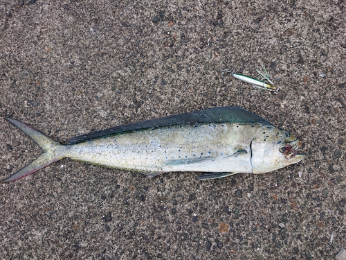 シイラの釣果