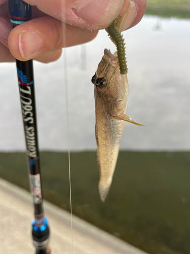 マハゼの釣果