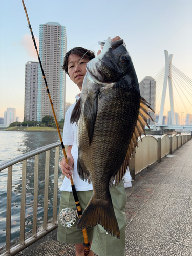 チヌの釣果