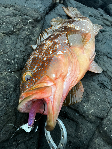 キジハタの釣果