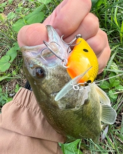 ブラックバスの釣果