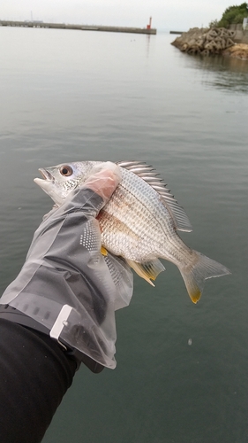 キビレの釣果