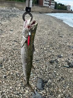 サゴシの釣果