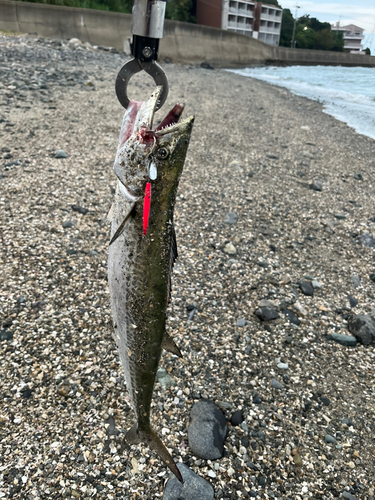 サゴシの釣果