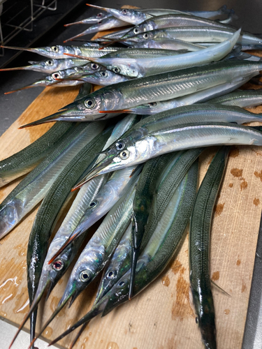 サヨリの釣果