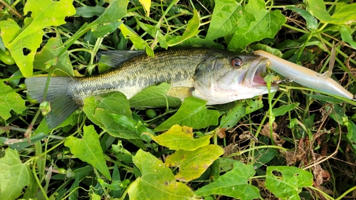 ラージマウスバスの釣果