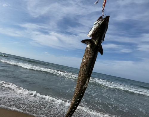 サゴシの釣果