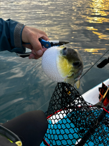 シロサバフグの釣果