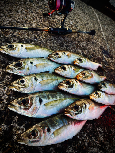 アジの釣果