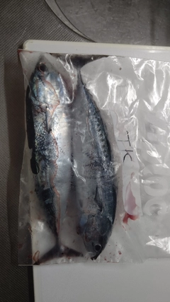 マルソウダの釣果