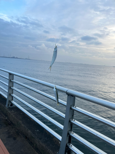 カタクチイワシの釣果