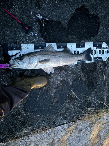 シーバスの釣果